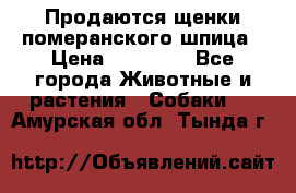 Продаются щенки померанского шпица › Цена ­ 45 000 - Все города Животные и растения » Собаки   . Амурская обл.,Тында г.